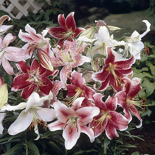 Mixed Fragrant Oriental Lilies 4 Mixed Fragrant Oriental Lilies - Image 2