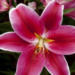 Mixed Fragrant Oriental Lilies 8 Mixed Fragrant Oriental Lilies -OWL Plant Shop 650072 2