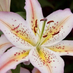 Mixed Fragrant Oriental Lilies 9 Mixed Fragrant Oriental Lilies -OWL Plant Shop 650072 3