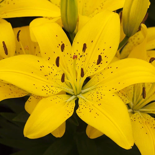 Longiflorum Asiatic LA Lilies 4 Longiflorum Asiatic LA Lilies - Image 2