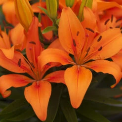 Longiflorum Asiatic LA Lilies 11 Longiflorum Asiatic LA Lilies -OWL Plant Shop 650074 2
