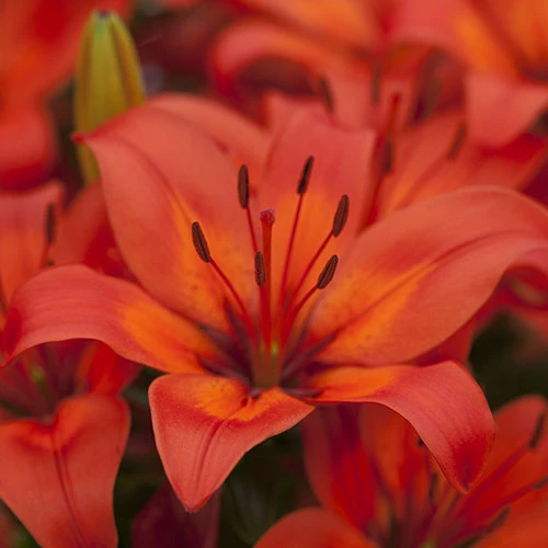 Longiflorum Asiatic LA Lilies 6 Longiflorum Asiatic LA Lilies - Image 4