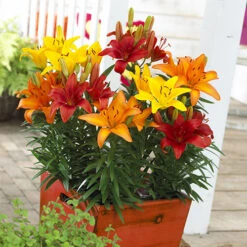 Longiflorum Asiatic LA Lilies 13 Longiflorum Asiatic LA Lilies -OWL Plant Shop 650074 4