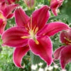 King Charles Lily 1 King Charles Lily -OWL Plant Shop 650131
