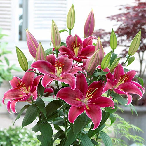 King Charles Lily 4 King Charles Lily - Image 2