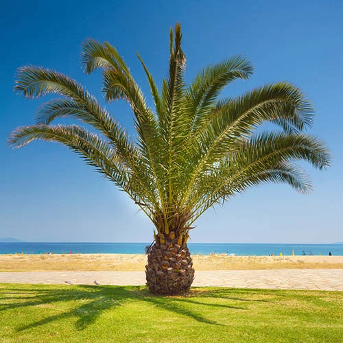 Phoenix Canariensis 'Canary Island Date Palm' 4 Phoenix Canariensis 'Canary Island Date Palm' - Image 2
