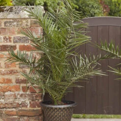 Phoenix Canariensis 'Canary Island Date Palm' 13 Phoenix Canariensis 'Canary Island Date Palm' -OWL Plant Shop 680005 3