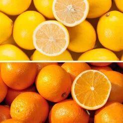 Orange & Lemon Collection With Feed