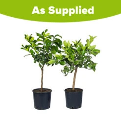 Orange & Lemon Collection With Feed 15 Orange & Lemon Collection With Feed -OWL Plant Shop 680021 5