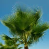 Cotton Palm Washingtonia 1 Cotton Palm Washingtonia -OWL Plant Shop 680024