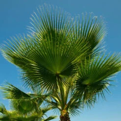 Cotton Palm Washingtonia
