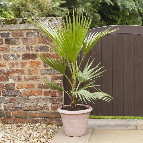 Cotton Palm Washingtonia 4 Cotton Palm Washingtonia - Image 2