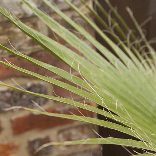 Cotton Palm Washingtonia 5 Cotton Palm Washingtonia - Image 3
