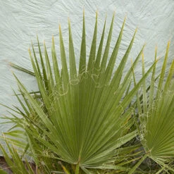 Cotton Palm Washingtonia 15 Cotton Palm Washingtonia -OWL Plant Shop 680024 4