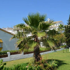 Cotton Palm Washingtonia 16 Cotton Palm Washingtonia -OWL Plant Shop 680024 5