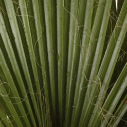 Cotton Palm Washingtonia 17 Cotton Palm Washingtonia -OWL Plant Shop 680024 6