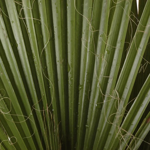 Cotton Palm Washingtonia 9 Cotton Palm Washingtonia - Image 7