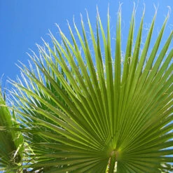 Cotton Palm Washingtonia 18 Cotton Palm Washingtonia -OWL Plant Shop 680024 7