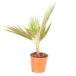 Cotton Palm Washingtonia 19 Cotton Palm Washingtonia -OWL Plant Shop 680024 8