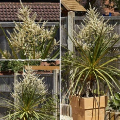 Cordyline Australis 10 Cordyline Australis -OWL Plant Shop 680026 3
