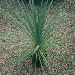 Cordyline Australis 11 Cordyline Australis -OWL Plant Shop 680026 4