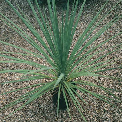 Cordyline Australis 7 Cordyline Australis - Image 5