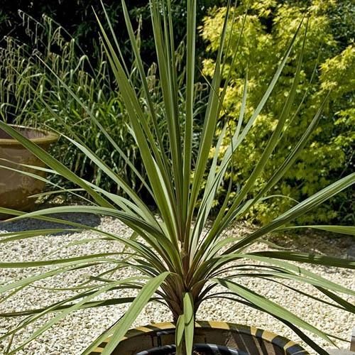 Pair Of Cordyline Australis 3 Pair Of Cordyline Australis