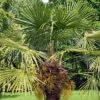Hardy Fan Palm Trachycarpus Fortunei 2 Hardy Fan Palm Trachycarpus Fortunei -OWL Plant Shop 680063