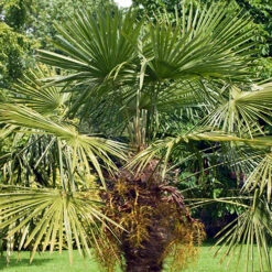 Hardy Fan Palm Trachycarpus Fortunei