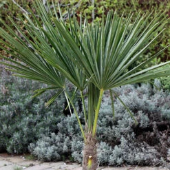 Hardy Fan Palm Trachycarpus Fortunei 8 Hardy Fan Palm Trachycarpus Fortunei -OWL Plant Shop 680063 2
