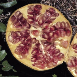 Dwarf Pomegranate Bush 9 Dwarf Pomegranate Bush -OWL Plant Shop 680066 2