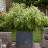 Fountain Bamboo Fargesia Rufa 2 Fountain Bamboo Fargesia Rufa -OWL Plant Shop 680086