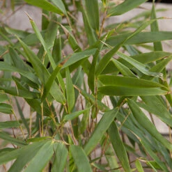 Fountain Bamboo Fargesia Rufa 11 Fountain Bamboo Fargesia Rufa -OWL Plant Shop 680086 3
