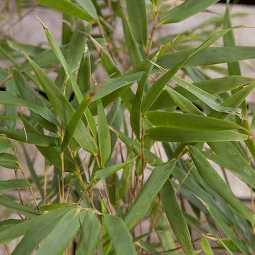 Fountain Bamboo Fargesia Rufa 6 Fountain Bamboo Fargesia Rufa - Image 4