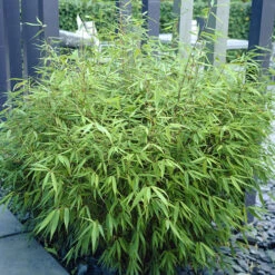 Fountain Bamboo Fargesia Rufa 12 Fountain Bamboo Fargesia Rufa -OWL Plant Shop 680086 4