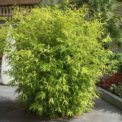 Fountain Bamboo Fargesia Rufa 13 Fountain Bamboo Fargesia Rufa -OWL Plant Shop 680086 5