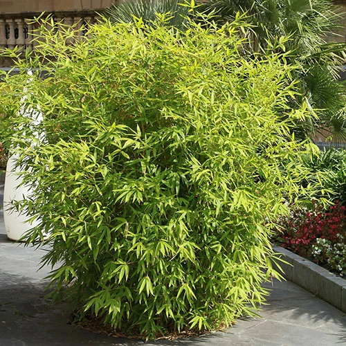 Fountain Bamboo Fargesia Rufa 8 Fountain Bamboo Fargesia Rufa - Image 6