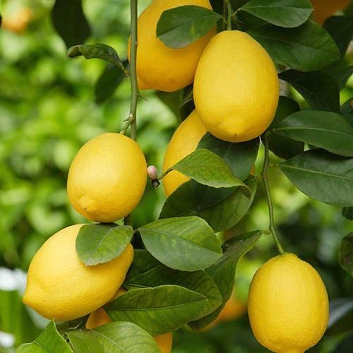 Pair Of Large Lemon Trees 4 Pair Of Large Lemon Trees - Image 2