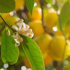 Pair Of Large Lemon Trees 10 Pair Of Large Lemon Trees -OWL Plant Shop 680092 3