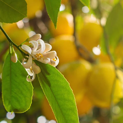 Pair Of Large Lemon Trees 6 Pair Of Large Lemon Trees - Image 4