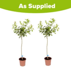 Pair Of Large Lemon Trees 11 Pair Of Large Lemon Trees -OWL Plant Shop 680092 4