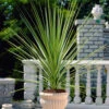 Cordyline Australis Green 1 Cordyline Australis Green -OWL Plant Shop 680120