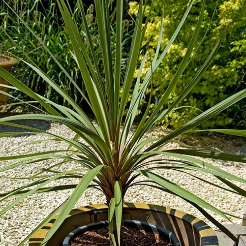 Cordyline Australis Green 4 Cordyline Australis Green - Image 2
