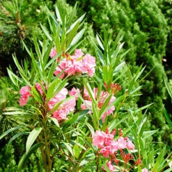 Oleander Standard -OWL Plant Shop 680156 2