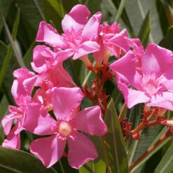 Oleander Standard -OWL Plant Shop 680156 3