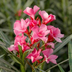 Oleander Standard -OWL Plant Shop 680156 4