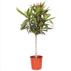 Oleander Standard -OWL Plant Shop 680156 5