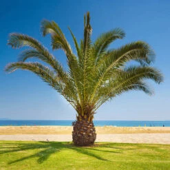 Pair Of Phoenix Canariensis Canary Island Date Palms 10 Pair Of Phoenix Canariensis Canary Island Date Palms -OWL Plant Shop 680184 1