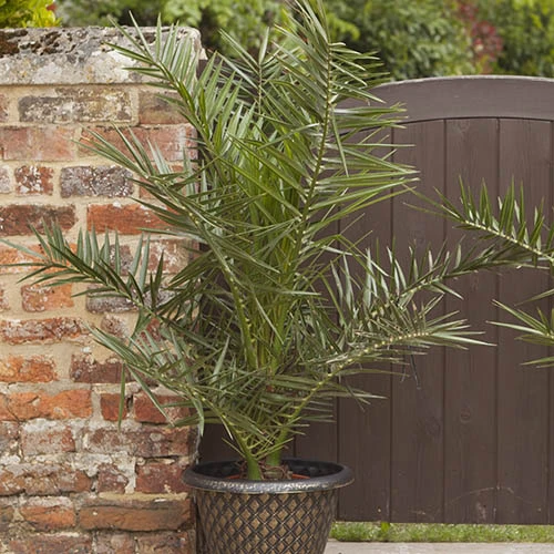 Pair Of Phoenix Canariensis Canary Island Date Palms 6 Pair Of Phoenix Canariensis Canary Island Date Palms - Image 4