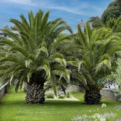 Pair Of Phoenix Canariensis Canary Island Date Palms 13 Pair Of Phoenix Canariensis Canary Island Date Palms -OWL Plant Shop 680184 4